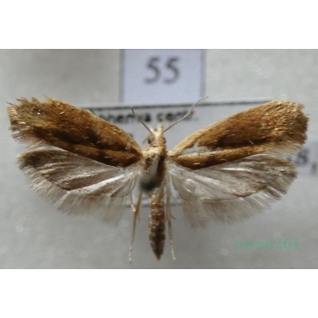 Ypsolopha sylvella (Linnaeus, 1767) Czech55